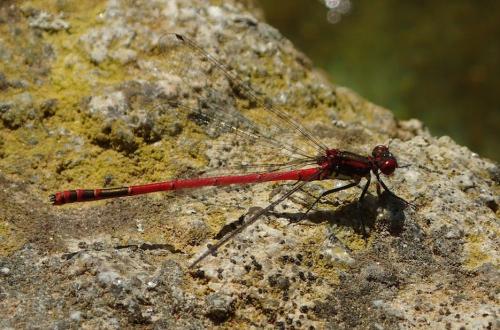 Pyrrhosoma nymphula